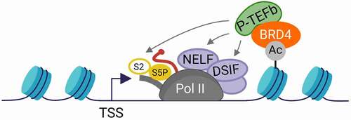 Figure 1. Classic model of the role of BRD4 in Pol II transcription regulation. BRD4 recruits P-TEFb to the promoter-proximal gene region through its binding to acetylated chromatin. Chromatin-bound P-TEFb phosphorylates different components of the Pol II transcription machinery indicated by gray arrows, leading to pause release. The DNA and nascent RNA are indicated as dark blue or red lines, respectively. The CTD is indicated as a gray tail of Pol II. Phosphorylation is depicted as a yellow bubble. TSS: transcription start site; Ac: Acetylation; (adapted from [Citation79]).