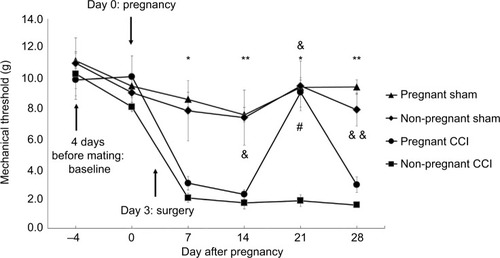 Figure 1 The anti-allodynic effect of pregnancy in a rat model of CCI. Arrows indicate the time of pregnancy and surgery. The time-course of the anti-allodynic effects of pregnancy in rats with CCI. For comparison of the differences at individual time points between the four groups, we used Kruskal–Wallis and Dunn post hoc tests *P<0.05 pregnant sham vs non-pregnant CCI. **P<0.01 pregnant sham vs non-pregnant CCI. &P<0.05 non-pregnant sham vs non-pregnant CCI. &&P<0.01 non-pregnant sham vs non-pregnant CCI. #P<0.05 pregnant CCI vs non-pregnant CCI. Separate groups of rats were used for the behavioral test and tissue analysis.