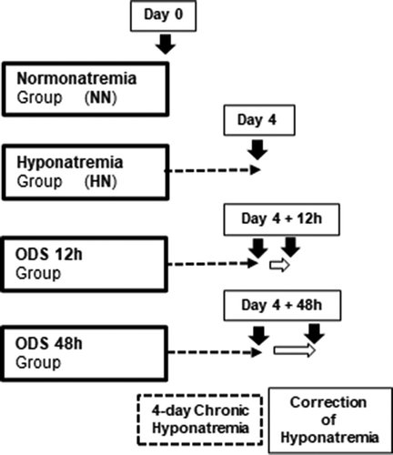 Figure 1. Experiments performed on 4 groups of 2 mice excepted for ODS 48 h which included 3 mice.Normonatremic mice (NN) from group 1 were sacrificed at day 0 (arrow) while uncorrected hyponatremicmice (HN) were sacrificed 4 days after the induction of hyponatremia (arrow). ODS mice were sacrificed asgroups 3 and 4, at respectively 12 and 48 h post correction, (arrows) similar to [15, 16, 18] studies