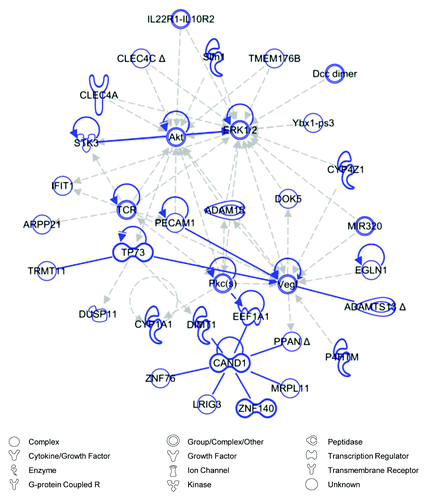 Figure 5. Network analysis of stress-shielded wounds. Top scoring Ingenuity Pathway Analysis (IPA)-constructed transcriptome network based on genes that were significantly downregulated in stress-shielded wounds compared with natural stress wounds, corresponding to the IPA gene expression network whose top functions consist of “Connective Tissue Disorders” and “Inflammatory Disease.” Direct relationships are indicated by solid lines (blue), and dashed lines (gray) represent indirect relationships.