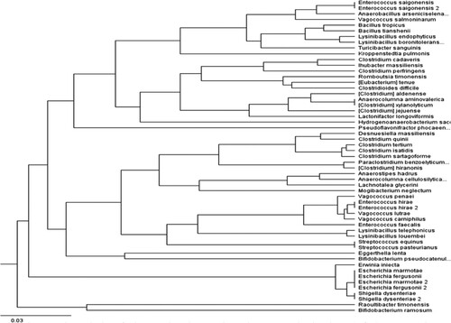 Figure 5. Phylogenetic tree built with the Geneious Tree Builder using the unweighted pair group method with arithmetic mean (UPGMA) showed the species-level composition of the fecal microbiome in pre-weaned lambs.