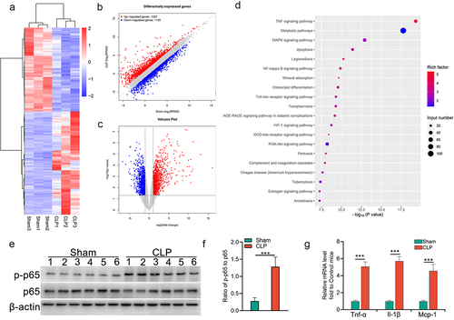 Figure 3. Aberrant activation of NF-κB signalling in injured TECs from CLP mice. (a) clustered heatmap of the differentially expressed mRNAs in kidney samples from CLP and sham mice (n = 3 mice in each group). (b) the scatter plot showed the differentially expressed mRNAs. (c) volcano plot analysis of the differentially expressed mRNA profiles between CLP mice and sham mice. (d) KEGG pathway analysis showed the top 20 enriched pathways of upregulated mRNAs in the renal cortex from CLP mice, as compared to that from sham mice. (e&f) Western blot analysis for p65 and p-p65 in renal cortex from CLP or sham mice (e), and the quantitative analysis results (f). (g) expression of pro-inflammatory factors in renal cortex from mice subjected to CLP. The data are presented as means ± SDs. A two-tailed Student’s t test was used for the comparison of 2 groups (n = 6 mice in each group in e, f and g). ***P < 0.001.