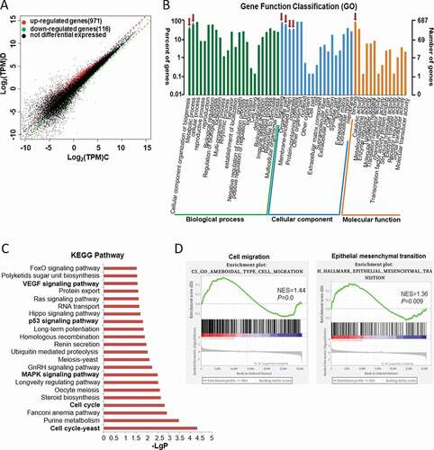 Figure 4. MiR-20b-5p affects multiple signaling pathways related to colon cancer, particularly the cell cycle pathway. HCT-116 cells were transfected with miR-20b-5p-mimics or negative control, and RNA was extracted for microarray analysis. (a) Scatter plot comparing global gene-expression profiles in cells overexpressing miR-20b-5p and control cells. Transcripts with a log2 (fold change) > 1.5 and adjusted P value < 0.01 are shown in red (increased expression, 971 genes) or black (decreased expression, 116 genes). (b) GO analyses of the RNAseq data was performed and data were shown. (c) Histogram showed the KEGG analysis for the signaling pathways that were significantly different between cells overexpressing miR-20b-5p and control cells. (d) GSEA analyses of the microarray data as indicated