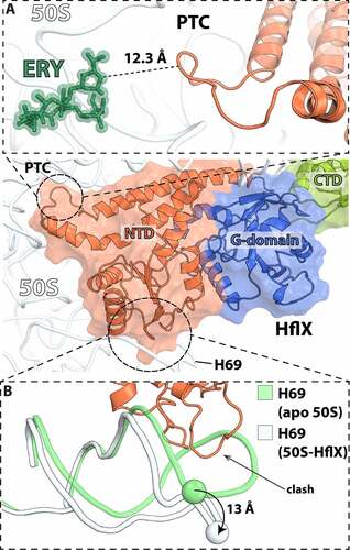 Figure 6. Interactions of HflX with the 50S ribosomal subunit. (A) Close-up view of the PTC loop within the HflX N-terminal domain (orange) (PDB 5ADY [Citation91]) with the antibiotic erythromycin (ERY) (green) bound in the nascent peptide exit tunnel (NPET) (PDB 6ND6 [Citation130]). The nearest distance between HflX and ERY is more than 12 Å. (B) The N-terminal domain of HflX (orange) displaces 23S rRNA helix H69 by ~13 Å (white) relative to the apo form (green) of the 50S subunit.
