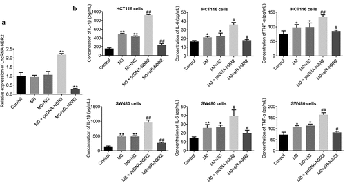 Figure 3. The lncRNA NBR2 induced the production of inflammatory factors. A) The expression of the lncRNA NBR2 was evaluated by qRT-PCR (**P < 0.01, vs. Control). B) The production of IL-1β, IL-6, and TNF-α in the supernatant of treated HCT116 and SW480 cells was determined by ELISA (*P < 0.05, vs. Control; **P < 0.01, vs. Control; #P < 0.01, vs. M0; ##P < 0.01, vs. M0)