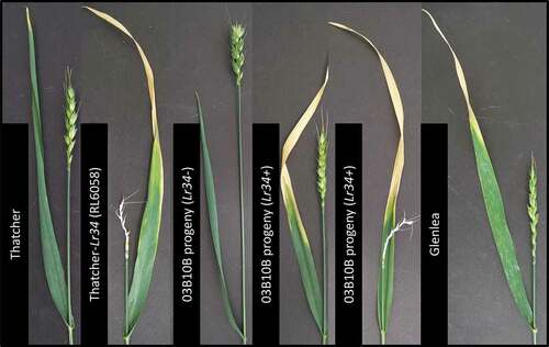 Fig. 4 Parental and progeny lines from the 03B10B population (Thatcher/Thatcher-Lr34) kept at 10°C for 28 weeks. From left to right the plants are Thatcher, Thatcher-Lr34 (RL6058), three 03B10B progeny lines, the first with the susceptible Lr34 allele (Lr34-) and the other two with the Lr34 resistant allele (Lr34+), followed by Glenlea