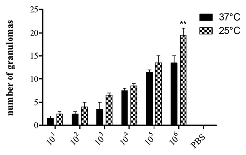 Figure 8. Number of granulomas containing yeast cells of P. lutzii as visualized microscopically on histology slides. PAS-stained sections of G. mellonella were counted using Image-Pro-Plus. The graphs represent the infected insects incubated at 25°C or 37°C. The control shown is insects injected with PBS. **p = 0.0027 comparing two temperatures.