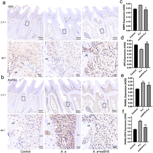 Figure 5. Immunohistochemical staining of OPG and RANKL and the averaged optical density (AOD) of bone loss-related markers. (a-b) immunohistochemical analysis exhibiting the OPG and RANKL expression of periodontal tissues of rats for 2 months; (original magnification × 2.5 and × 40; the black boxes represent the magnification area; AB, alveolar bone; CT, cementum); (c – f) the averaged optical density analysis showing the expression intensity of MMP-9, OPG, RANKL, and RANKL/OPG in periodontal tissues for 2 months in each group; (A. actinomycetemcomitans group and est816 + A. actinomycetemcomitans groups were compared with the control group, *p < 0.05, **p < 0.01, ***p < 0.001; est816 +A. actinomycetemcomitans group was compared with the A. actinomycetemcomitans group, #p < 0.05, ##p < 0.01, ###p < 0.001). Error bars of panels (C, D, E and F) represent the standard deviation.