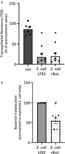 Figure 6. E. coli-LF82 translocation across epithelia is less pronounced in butyrate co-treated epithelia. Human colon-derived T84 cells (106) were seeded onto porous (3 μm) transwell supports and cultured until electrically confluent, typically 7 days when transepithelial resistance exceeded 750 Ohms.cm2. E. coli-LF82 (108 cfu) ± butyrate (But., 10 mM) were added to the apical surface and TER and transcytosis of the bacteria assessed 24 h later. (a) TER is presented as the change after 24 h with each monolayer being its’ own control (i.e., pretreatment value). Starting TERs in these experiments ranged from 750–2460 Ohms.cm2. (b) Bacterial transcytosis was assessed via serial dilution of culture-well basolateral medium on agar plates, with the data being converted to % transcytosis based on bacterial counts in the apical compartment. E. coli-LF82 data were normalized to 100 for comparison with E. coli+But. in the same experiment (data are mean ± SEM; each data point is an individual experiment (n = 6) in which bacterial transcytosis across 3 or 4 epithelial monolayers was averaged and are represented by a different symbol; * and #, p <.05 compared to control uninfected cells (con) and E. coli-LF82 only infected cells, respectively).