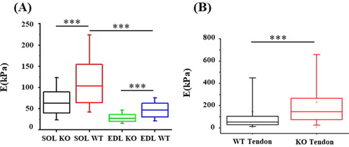 Figure 2. Quantification of Young modulus (E) obtained via AFM for WT (NWT_Tendon = 7, NWT_SOL = 7, NWT_EDL = 7) and TIEG1 KO (NKO_Tendon = 7, NKO_SOL = 7, NKO_EDL = 7) fibers. ***p < 0.001 between indicated groups.