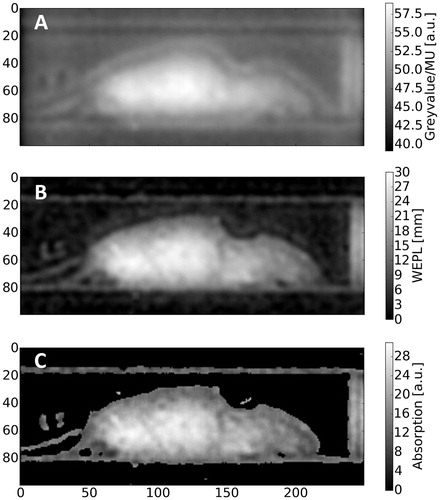 Figure 4. Absorption mode proton radiography. (A) Raw image and (B) background-corrected image with conversion from pixel value/MU to WEPL applied. (C) Post-processed image using an unsharp masking filter for the enhancement of internal structures.