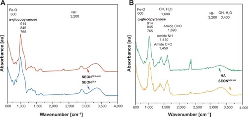 Figure 8 Fourier transform infrared spectra demonstrate successful functionalization of SEONDEX (A) and the existence of an amide bond between dextran and hyaluronic acid (B).Abbreviations: SEONDEX, dextran-coated SPIONs; SPIONs, superparamagnetic iron oxide nanoparticles; CPt, cisplatin; HA, hyaluronic acid; Fe-O, iron-oxide bond; NH, nitrogen-hydrogen bond; OH, oxygen-hydrogen bond; H2O, water; C=O, carbon-oxygen double bond; SEONDEX-NH2, aminated SEONDEX.