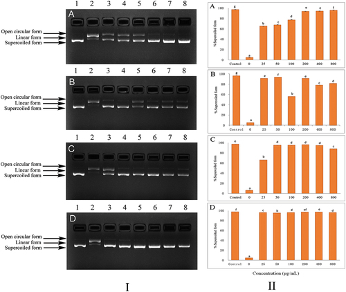Figure 2. Protective activity of phenolic extracts on DNA damage induced by •OH radical: (I) DNA electrophoresis; (II) Semi-quantitative analysis of DNA electrophoresis.
