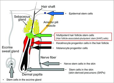 Figure 1. The location of various types of stem cells in the skin.
