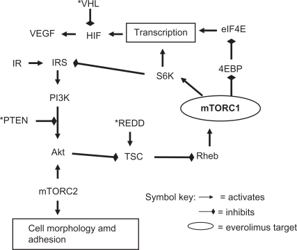 Figure 3 Major mTOR pathways.