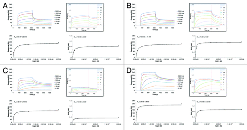 Figure 4. Comparison of SPR (left panels) and BLI (right panels) assay results of the interaction between hIgG1 and different FcRn species. The binding kinetics for hIgG1 to human (A), cynomolgus monkey (B), mouse (C) and rat (D) FcRn were recorded on both platforms at pH 6.0. The IgG-FcRn KD values were determined using a steady-state model. Given errors represent 95% confidence intervals of the fits.