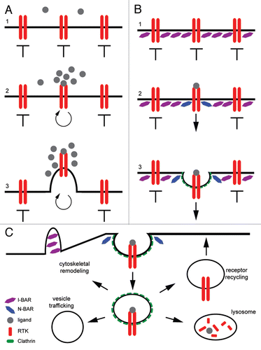 Figure 3 Proposed models of the mechanism by which BAR domain competition creates an edge detector for localized signaling events. (A) In this case, BAR domain proteins act to inhibit endocytosis and signaling across the plasma membrane. Upon ligand binding, activation of the receptor leads to the inactivation of the negative BAR protein and the relocalization or activation of the positive BAR proteins. This allows for the spatial localization of receptor activation and internalization at the point of highest ligand concentration, without inappropriate signaling events occurring laterally across the entirety of the membrane. This also leads to the creation of outward cellular projections and cytoskeletal remodeling in the direction of the guidance cue, leading to correct directional cell migration. (B) In a wildtype state, BAR protein a (purple) acts to inhibit endocytosis across the plasma membrane. Upon ligand binding and receptor activation, the inhibition provided by BAR protein A is overridden and internalization of the cargo proceeds. Internalization of the cargo is aided by BAR protein B (blue). An edge is setup between the two different BAR proteins such that internalization of the cargo only occurs where BAR protein B is active and BAR protein A has been inactivated. (C) After internalization of the cargo or activated receptor, BAR proteins act to specify the subcellular localization of the newly formed vesicle. The specific subcellular relocalization of that vesicle is dependent on the BAR protein(s) that bind to the vesicle membrane.