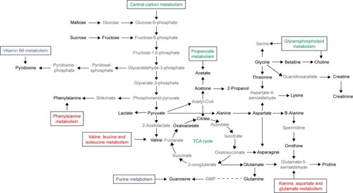 Figure 4 Analysis of metabolic pathways.