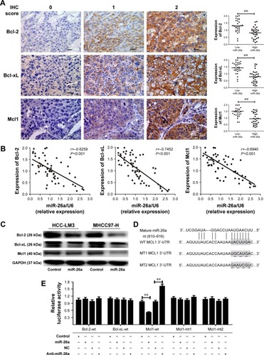 Figure 3 Mcl1 was a target of miR-26a among the apoptotic pathway-associated proteins.