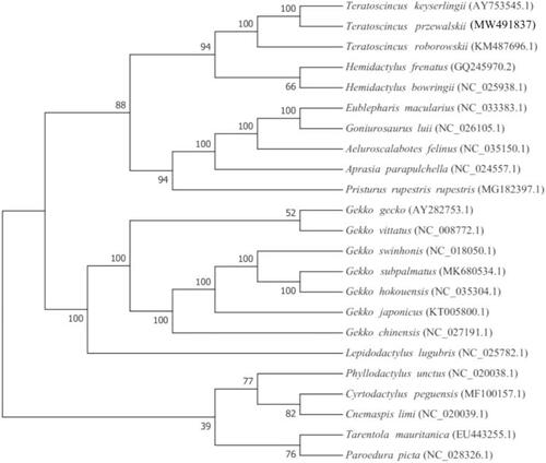 Figure 1. Phylogenetic position of T. przewalskii based on a comparison with the complete mitochondrial genome sequences of 22 other Gekkota species. The analysis was performed using RAxML v8.2.10 software. The accession number for each species is indicated after the scientific name.