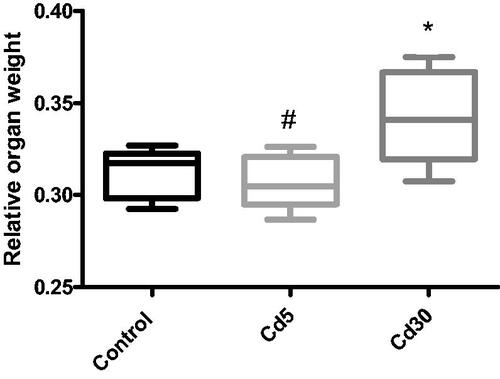 Figure 1. Effect of cadmium on relative organ (heart) weight. The relative organ weight increased significantly (*p < 0.05) in the Cd30 group as compared to the control while it decreases significantly (#p < 0.05) in the Cd5 group when compared with the Cd30 group.