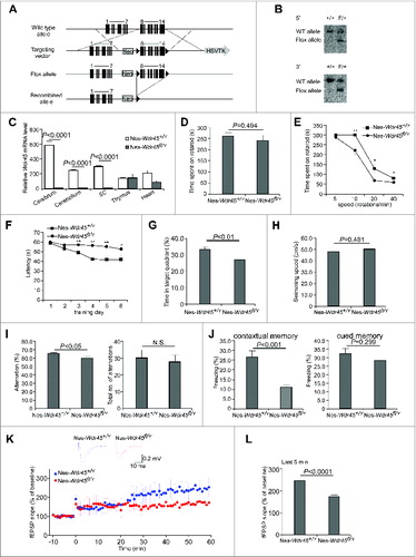 Figure 1. For figure legend, see page 884.Figure 1. (See previous page) Nes-Wdr45fl/Y mice show cognitive impairment and LTP attenuation. (A) Scheme for generating Wdr45 conditional knockout mice. (B) Southern blot analysis of genomic DNA from +/+ and F/+ ES clones. After digestion with SpeI, the WT and flox alleles were detected as 12- and 7.7-kb bands with a 5′ probe, respectively. After digestion with NdeI, the WT and flox alleles were detected as 14- and 8.4-kb bands with 3′ probe, respectively. (C) Wdr45 mRNA level in different tissues of WT and Nes-Wdr45fl/Y mice at 13 mo. Results are representative of at least 3 experiments. Compared to WT mice, the Wdr45 mRNA level is slightly decreased in the heart of Nes-Wdr45fl/Ymice, probably due to nonspecific expression of Nes-Cre (http://cre.jax.org/Nes/Nes-CreNano.html). (D) Rotarod performance of Nes-Wdr45fl/Y and Nes-Wdr45fl/+ mice (7 to 8 mo) at rolling speed of 20 rpm. Mean±SEM of 11 mice is shown. (E) Rotarod performance of Nes-Wdr45fl/Y and Nes-Wdr45fl/+ mice at rolling speeds of 5, 10, 20, and 40 rpm. *, P < 0.05; **, P < 0.01. (F–H) In the Morris water maze test, Nes-Wdr45fl/Ymice show decreased learning and memory ability in the learning and probe test, respectively. The swimming speeds show no obvious difference between Nes-Wdr45+/Y and Nes-Wdr45fl/Y mice. (I) Nes-Wdr45fl/Y mice display a reduced percentage of correct alternations, compared with Nes-Wdr45+/Y mice in a Y-maze test. No obvious difference in the total number of alternations was detected between WT and Nes-Wdr45fl/Y mice. (J) In a contextual fear conditioning test, the percentage of the test time taken up by a freezing response is significantly lower in Nes-Wdr45fl/Y mice. In a cued test, the freezing time is slightly reduced in Nes-Wdr45fl/Ymice. Mean±SEM of 11 mice (11 to 13 mo) is shown (C–H). (K and L) Impaired LTP in Nes-Wdr45fl/Y mice. The upper part in (K) shows averaged fEPSPs comparing baseline and the last 5 min in Nes-Wdr45+/Y and Nes-Wdr45fl/Y mice. LTP was not induced in 7 out of 11 hippocampal slices from 3 Nes-Wdr45fl/Y mice, while LTP was normally induced in all of 5 slices from 2 WT mice. Only slices with LTP induction were analyzed here. Averaged responses from the last 5 min in control and Nes-Wdr45fl/Y mice (L).