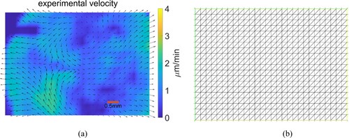 Figure 2. Velocity data and the mesh. (a) Experimental velocity field at stage HH2 of development. Velocity vectors are shown on a 28×20 grid. The red scale bar is 0.5 millimeter in length. (b) Finite element mesh based on the velocity data.