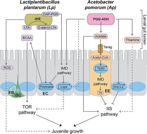 Figure 2. The molecular pathways mediating the effects of Lactiplantibacillus plantarum (Lp) and Acetobacter pomorum (Ap) on Drosophila juvenile development and growth. The IMD pathway recognizes the diaminopimelic acid-type peptidoglycan in cell walls of Lp and Ap, and promotes peptidase gene transcription in enterocytes (ECs). D-alanylated-lipoteichoic acid in Lp is modified from lipoteichoic acid by dltE and induces peptidase transcription in ECs, independently of the IMD pathway. The pyrroquinoline quinone-dependent alcohol dehydrogenase enzyme in Ap produces acetate, which stimulates the IIS pathway, promoting body growth and development. Acetate in the gut lumen enters enteroendocrine cells (EEs) via a monocarboxylic acid transporter called Tarag and is converted into acetyl-CoA. Acetyl-CoA pools stimulate the Tip60 histone acetylase complex, leading to an increase in the IMD pathway at the transcriptional level. The IMD pathway in EE activates the systemic IIS pathway by increasing the expression of Tk. Ap promotes the expression of larval serum proteins (Lsps) the IMD pathway in ECs, which is suppressed by IMD pathway. Lsps in the hemolymph are likely up taken in nutrition-sensing tissues such as fat bodies by endocytosis and stimulate the TOR pathway and larval development. Ap suppresses the expression of Imp-L2 via ecdysone signaling in ECs, which in turn stimulates the IIS pathway. Thiamine secreted from Ap can regulate larval development; however, it’s the underlying mechanism is not clear. DAP-PGN: diaminopimelic acid-type peptidoglycan. Nucleus is described as a blue circle or an oval. Dotted lines indicate putative pathways. LTA: Lipoteichoic acid. D-alanyl-LTA: D-alanylated-lipoteichoic acid. ROS: Reactive oxygen species. BCAA: Branched-chain amino acids. Lsps: Larval serum proteins. PQQ-ADH: Pyrroquinoline quinone-dependent alcohol dehydrogenase. Tk: Tachykinin. EC: Enterocyte. EE: Enteroendocrine cell. EB: Enteroblast. ISC: Intestinal stem cell.