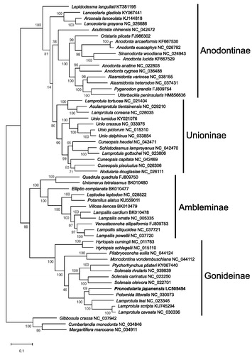 Figure 1. Molecular phylogenetic tree (Maximum likelihood method) using F-type complete mitochondrial genomes of 56 Unionoida species including P. japanensis from Tochigi, Japan. The numbers above the branch meant bootstrap value (1000 replicates). Leaf names were presented as species names and accession number. The sequence determined in this study (LC505454) is in bold.