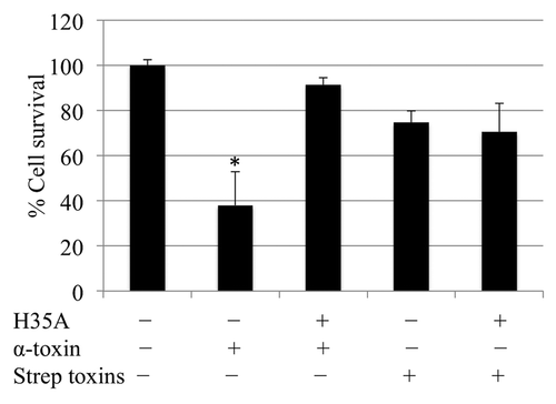 Figure 3. Effect of mutated H35A toxin on the capacity of α-toxin- or streptococcal toxins-induced cell death. H35A α-toxin inhibits α-toxin-induced cell death. Monolayers of A549 cells (2 × 105 cells/well) were pretreated for 30 min with 0.1 μg/ml of α-toxin-H35A or control (without any treatment) before exposure to staphylococcal α-toxin or streptococcal toxins. Cell viability was determined by measuring ATP in the cells 16 h after final treatment and is expressed as an average of percentage of cell survival of three experiments ± standard deviation. The symbol * represents p < 0.05 between control (without any treatment) and treatment group of α-toxin, and between α-toxin-treatment group and pretreatment group with H35A toxoid.