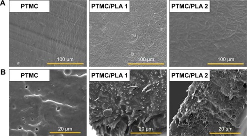 Figure 5 PLA nanofibers exhibit a good physical interaction in hybrid PTMC/PLA structures.Note: SEM images of (A) sample’s surface and (B) sample’s cross-section.Abbreviations: PLA, poly(lactic acid); PTMC, poly(trimethylene carbonate); SEM, scanning electron microscopy.