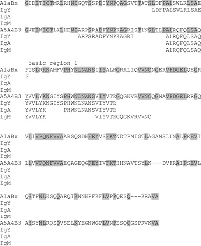 Figure 2. Alignment of the basic subunits of two glycinin proteins, A1aBx and A5A4B3. Conserved amino acids are highlighted. Epitopes that bind IgY, IgA and/or IgM in at least three eggs are shown.