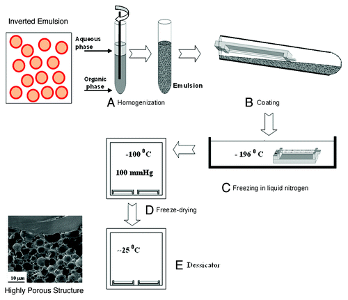 Figure 1. A schematic representation of the freeze drying of inverted emulsion process.