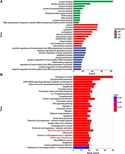 Figure 8. Enrichment analysis of 90 target genes for chronic atrophic gastritis (CAG). (A) Gene Ontology (GO) analysis. (B) Kyoto Encyclopedia of Genes and Genomes (KEGG) analysis. Red font indicates enriched pathways associated with CAG disease.