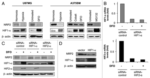 Figure 1 Hypoxia represses NRP2 expression in tumor cells in a HIF1-α-dependent manner. (A) NRP2, HIF1-α and β-actin protein levels in U87MG glioblastoma and A375SM melanoma cells maintained in either normoxic (21% O2) or hypoxic (1% O2) condtions or treated with either DFO, cobalt or MG132 for 24 h. (B) HIF1-α (top) and HIF2-α (bottom) mRNA levels in U87MG cells transfected with either control, HIF1-α (top) or HIF2-α (bottom) siRNAs and either left untreated or treated with DFO for 24 h. (C) NRP2, HIF1-α, HIF2-α and β-actin protein levels in U87MG cells transfected with either control, HIF1-α or HIF2-α siRNAs and either left untreated or treated with DFO for 24 h. Note that there are two HIF1-α bands on the gel. The upper band was specific since it was induced by DFO treatment (lanes 1 vs. 2) and blocked by HIF1-α siRNA (lanes 2 vs. 4). However, the lower band appeared to be non-specific since it was present under normoxia in both control and HIF1-α siRNA transfections (lanes 1 and 3). (D) NRP2, HIF1-α and β-actin protein levels in U87MG cells transfected with either control or pcDNA3-HIF1-α vectors.