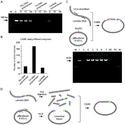 Figure 2. Test the efficiency of CAME cloning. (A) A 450 bp DNA fragment was incubated with indicated enzymes for various time periods. The weaker intensity of the bands resolved on agarose gel is correlated with the enzymatic reaction for longer period. C, the DNA without enzymatic treatment. (B) CAME cloning of a 1.1 kb insert using different enzymes. (C) Upper diagram illustrates the cloning of a 12 kb insert via CAME. Seven randomly picked white colonies (lane 1–7) were first screened by PCR amplifying the 12 kb insert and then verified by sequencing. NC, negative control using blue colony as template for PCR and PC, positive control using λ DNA as template for PCR. (D) Scheme for cloning of a 1.4 kb insert out of a DNA mixture.