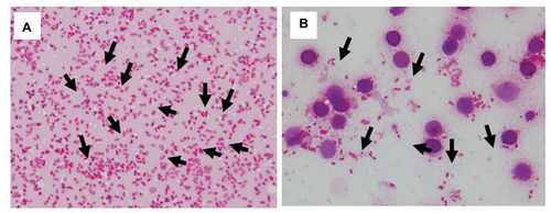 Figure 1 Identification of E. coli with or without lysis buffer.