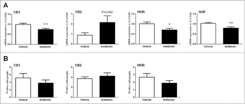 Figure 5. Changes in sensory-related markers. (A) Changes in colonic gene expression of cannabinoid receptors 1 and 2 (CB1/2), mu-opioid receptors (MOR) and nerve growth factor (NGF). Data are mean ± SEM, n = 5–8 animals per group. *, **, ***: P < 0.05, 0.01 or 0.001 vs. vehicle. (B) Quantification of immunorreactive ganglionic cells within the myenteric plexus in vehicle- and antibiotic-treated animals. Data are mean ± SEM, of 5–8 animals per group; see methods for details of the quantification procedures.