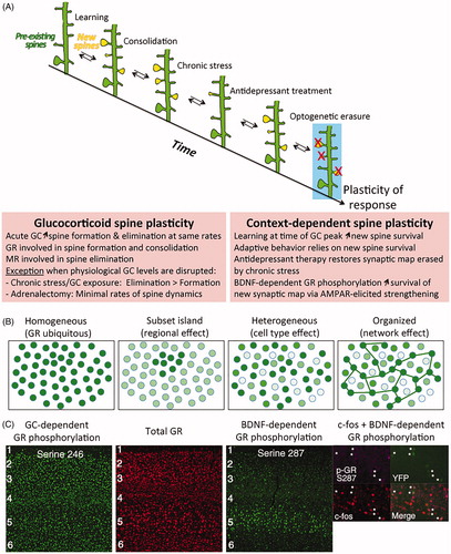 Figure 2. Timing of glucocorticoid signaling with neuronal activity impacts the adaptive response of individual cells and in networks. (A) Glucocorticoid-induced plasticity of dendritic spines is influenced in time and space by context-dependent mechanisms across cells and networks. Maps of dendritic spine synapses are reorganized as a function of glucocorticoid (GC) physiological rhythmic secretions and contextual experiences. Optical erasure of one such synaptic map of learning impairs behavioral performance. Boxes show rules of glucocorticoid spine plasticity and interaction with context (Arango-Lievano et al., Citation2015a; Liston et al., Citation2013; Moda-Sava et al., Citation2019). (B) Types of tissue responses to glucocorticoid receptors (GR). Mosaic responses depend on context at stimulation to make GR ligands available in time and space. Such mosaic may represent cellular assemblies in functional network. (C) Phosphorylation is one type of post-translational modification that can modify GR allostery and its availability to ligands in time and space. Glucocorticoid-dependent phosphorylation of GR follows the homogenous model whereas BDNF-dependent phosphorylation of GR follows the network model and is co-expressed with the cellular marker of activity c-fos in pyramidal cortical neurons labeled with thy1-YFP reporter (Ref. Arango-Lievano et al., Citation2019). GC: glucocorticoids; GR: glucocorticoid receptor.