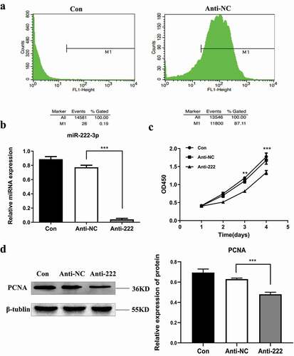 Figure 2. Inhibition of miR-222-3p affects the proliferation of HT-22 cells. (a) Transfection efficiency was detected by flow cytometry. (b) The mRNA level of miR-222-3p was analyzed by qRT-PCR in con (blank control group), anti-NC and anti-222 groups. The U6 was used as a control. (c) The proliferation of con, anti-NC and anti-222 groups cells were measured by CCK8. (d) The PCNA protein level in con, anti-NC and anti-222 groups were evaluated via western blot and the expression of β-tubulin was used for confirming equal loading