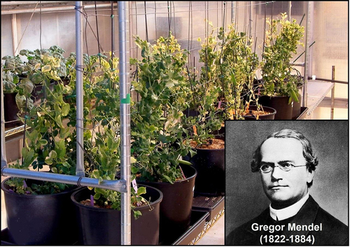 Figure 1. Portrait of the Austrian scientist Gregor Mendel and adult Garden Pea (Pisum sativum)-plants, cultivated in California (Original photo U. Kutschera, Carnegie Institution for Science, Stanford, CA 94305-USA, 2018).