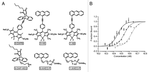 Figure 2. Comparison of substrates and product of the DAse used in FCS and MST measurements. (A) Fluorescent BODIPY molecules used for FCS measurements,Citation12 first row, and non-fluorescent analogs for MST measurements, second row (B) MST analysis of DAse-3′-Cy5 (50 nM) binding to 9-DAP-HEG (black circles), 1-AHEG-P (dark gray triangles), and 9-AHEG-P (light gray squares). The solid curves are the fit of the data points to the Hill equation (n = 1). The error bars represent the standard error in triplicate measurements.