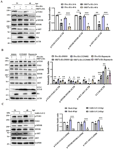 Figure 4. The ORF7a protein and SARS-CoV-2 infection induce the initial stages of autophagy via suppression of the AKT-MTOR-ULK1-mediated pathway. (A) HeLa cells were transfected with ORF7a-HA or empty vector as indicated for 24 and 48 h, respectively. Total protein was subjected to western blotting analysis using antibodies recognizing p-AKT, total AKT, p-MTOR, total MTOR, p-ULK1, total ULK1, and ACTB as a loading control. (B) HeLa cells were transfected with ORF7a-HA or empty vector for 12 h and then cultured in medium with the indicated DMSO, LY294002 (10 μM) or rapamycin (2 μM) for 24 h. Western blotting analysis was performed as described in (A). (C) Caco2 cells were infected with SARS-CoV-2 at an MOI of 0.01 or mock infected, and the cell lysates were collected for western blotting analysis as in (A). The band intensities of phosphorylated AKT, MTOR and ULK1 were determined and normalized to those of total AKT, MTOR and ULK1 as well as ACTB or GAPDH. The intensity binding ratio for the control was given a value of 1, and the relative protein expression levels were quantified by densitometry analysis of at least three independent replicates. Error bars represent standard deviations of the means (n = 3). Ns, p > 0.05; *, p < 0.05; **, p < 0.01; ***, p < 0.001.