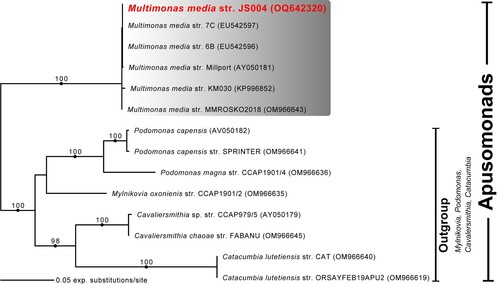 Figure 2. Maximum likelihood phylogenetic tree inferred from 18S rDNA sequences of ancyromonads, including representatives of all cultured Ancyromonas strains as well as A. kenti strain KM086, and all available environmental sequences corresponding to A. kenti. Note that, although the sequences attributed to A. kenti strains 3b and edm11b do differ minimally, the two names actually refer to the same culture (see text for details). Ultrafast bootstrap support values (>95%) are shown at nodes. Solid circles indicate Bayesian posterior probability of 1.