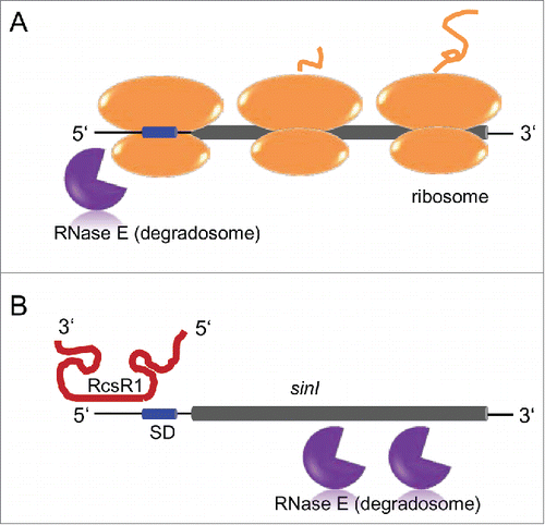 Figure 9. Model of 2 RNase E-dependent pathways for sinI degradation. Thin black line, UTRs; short blue cylinder, Shine-Dalgarno sequence in the 5'-UTR; long gray cylinder, sinI open reading frame. RNase E (degradosome), ribosomes with a nascent polypeptide and the RcsR1 transcript are indicated. (A) When RcsR1 is not bound to the 5'-UTR of sinI, RNase E and ribosomes compete for interaction with the 5'-UTR. This results in a relatively stable sinI transcript due to protection of the coding region by ribosomes, and in RNase E (degradosome)-dependent transcript turnover starting in the 5'-UTR.Citation11 (B) Upon binding of RcsR1 to the 5'-UTR of sinI, the ribosome binding site is blocked. The sinI coding region is not protected by translating ribosomes and is attacked by RNase E (the degradosome), leading to transcript destabilization.