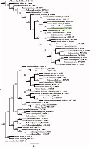 Figure 1. Maximum-likelihood phylogenetic tree based on the chloroplast genome sequences. Numbers at nodes represent bootstrap support values.