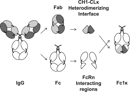 Figure 2. Generation of a heterodimerizing Fc with FcRn-interacting regions. A novel heterodimerizing Fc was generated by replacing the IgG1 CH3 domains with interspersed constant Ig domains, based on the per se heterodimerizing constant Ig domains CH1 and CLκ, complemented with elements of IgG1 CH3 domains, that are responsible for the interaction with the FcRn. The newly generated heterodimerizing Fc was designated Fc-one/kappa (Fc1k).
