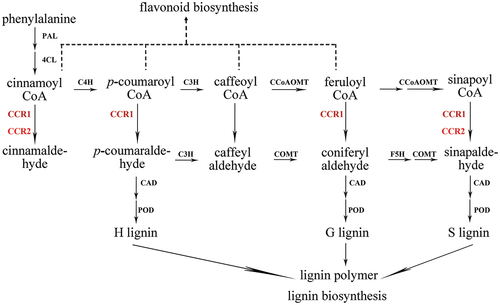 Figure 1. Schematic diagram CCR reaction process in lignin biosynthesis of ramie.