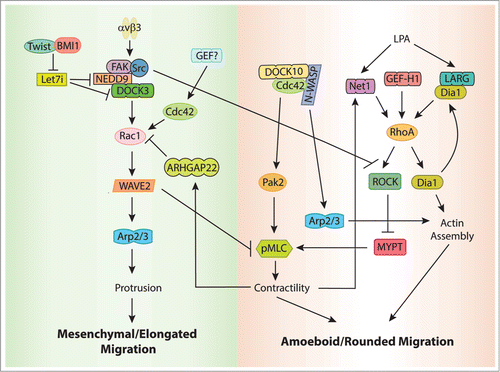 Figure 2. RhoGEF signaling pathways involved in 3D migration. During mesenchymal movement, Rac1 is activated by DOCK3. DOCK3 association with NEDD9 is required to activate Rac1, which signals through WAVE2 to drive mesenchymal movement and regulates actin assembly through the activation of the Arp2/3 complex. Twist1 and BMI1 negatively regulate the expression of the miRNA let-7i, which results in NEDD9 and DOCK3 upregulation and Rac1 activation. Activation of Rac1 suppresses amoeboid movement by inhibiting actomyosin contractility in a WAVE-dependent manner. Integrin-mediated Src activation also inhibits contractility and amoeboid migration by phosphorylating and inhibiting ROCK. In contrast, during amoeboid movement contractility activates a Rac1-GAP, ARHGAP22, which inhibits Rac and suppresses mesenchymal movement. Amoeboid migration is characterized by rounded cells, and high levels of actomyosin contractility downstream of RhoA-ROCK. The RhoA-GEFs Net1, GEF-H1, and LARG have all been associated with amoeboid migration. A positive feedack loops involving Net1 and LARG reinforces the amoeboid signaling pathway. Cdc42 also plays a role in amoeboid migration downstream of DOCK10, in a pathway that involves both PAK2 and WASP.