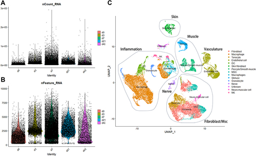 Figure 1 Identification of 13 cell clusters in HO samples based on single-cell RNA-seq data. (A and B) After quality control of the 42,826 cells from 20 Achilles tendon samples, 38,689 cells were finally included in the analysis. (C) The uMap algorithm was applied and 16 cell clusters were successfully classified.